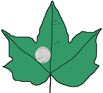 Diagram showing the quarter-sized area of leaf to sample nymphs within
