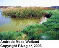 Andrade Mesa Wetland